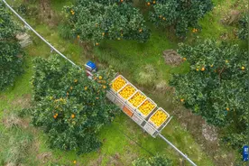湖北秭归：“早红”脐橙采销忙图片