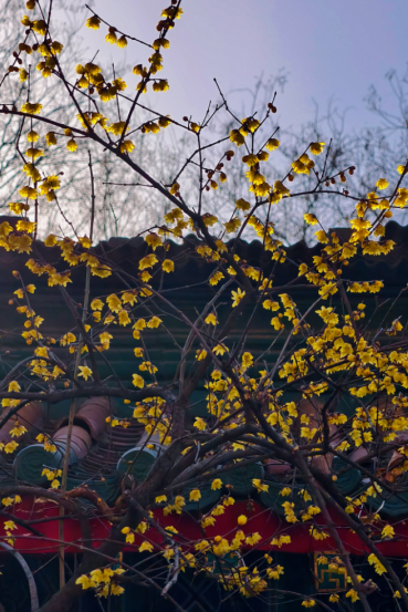 快出门！今年梅花开好啦，就是这么早！