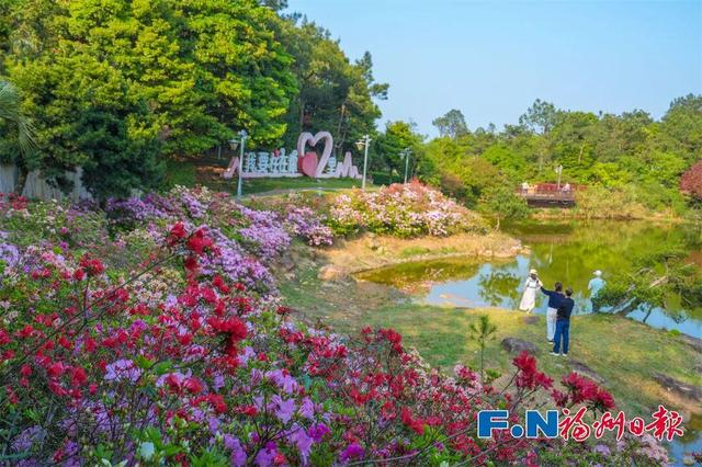 花期持续到五一！福州这里万株杜鹃盛放！