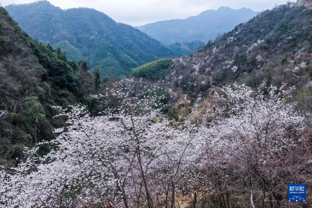 美丽中国丨万亩山花迎春来 山乡美景助共富