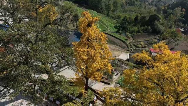 湖北长阳：初冬限定景致！817岁古樟见证1007岁雄银杏和547岁雌银杏的四季情书