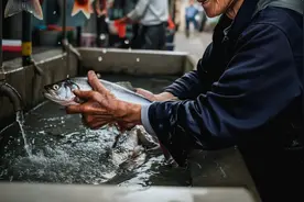绍兴老人洗鱼被刺伤，差点面临截肢风险图片