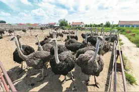 鸵鸟变身“致富鸟”图片