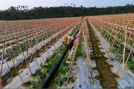 新春走基层丨万宁山根黑皮冬瓜地里的新春期盼图片