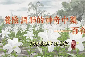 中医故事·养阴润肺，清心安神的神奇中药——百合图片