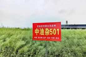 产油量占半壁江山！我国油菜年种植面积达1.17亿亩图片