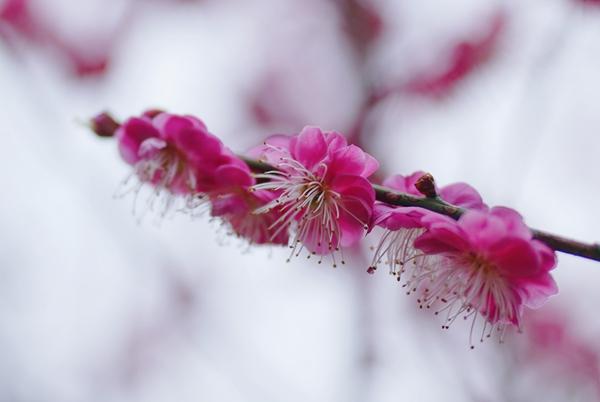 张家界国家森林公园：梅花次第开放 邂逅冬日“梅”好