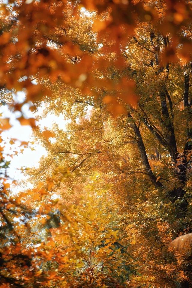 福安枫叶“封神”！宝藏打卡地又＋1