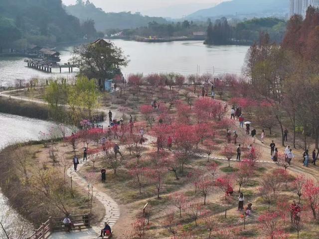 开了!开了!七星岩桃花开了!