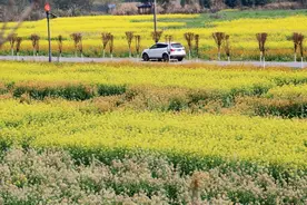 11年科研攻关，科学家让“黄灿灿”的油菜花拥有75种颜色图片