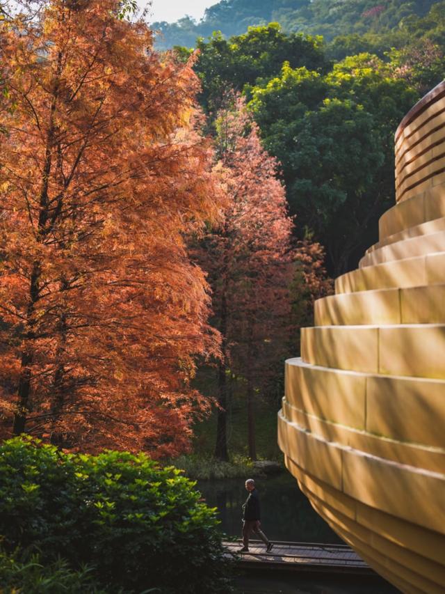 进入观赏期！广州的落羽杉，红了