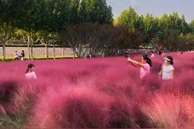 双节拍丨如梦如幻，莒县沭河湿地公园的粉色花海图片