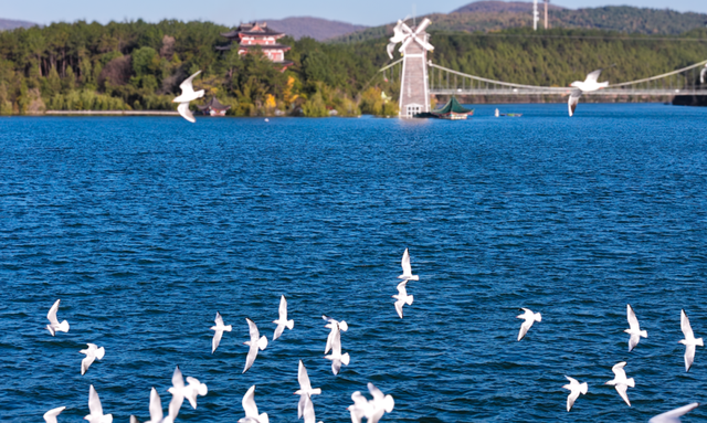 不出河南看海鸥！河南这家景区对全国19地居民免门票！