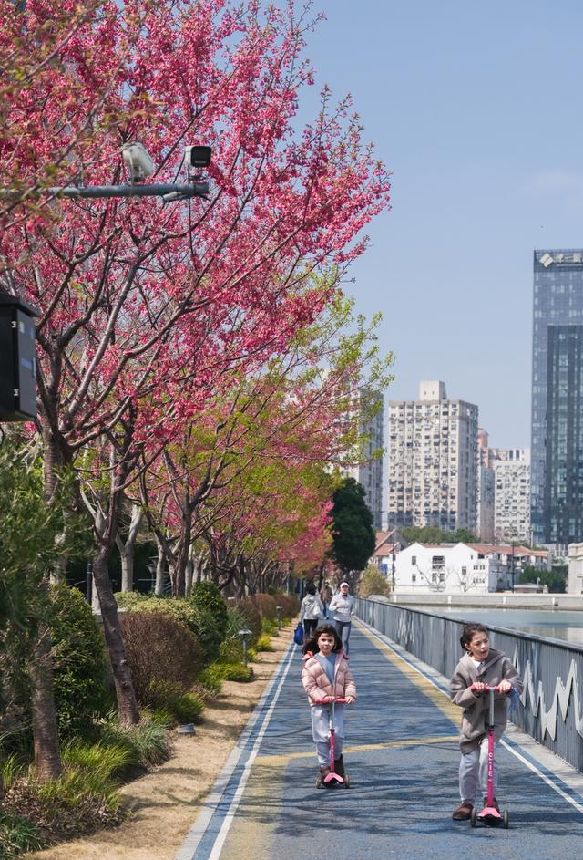 苏州河边绯樱盛放，成为早春里一抹亮色