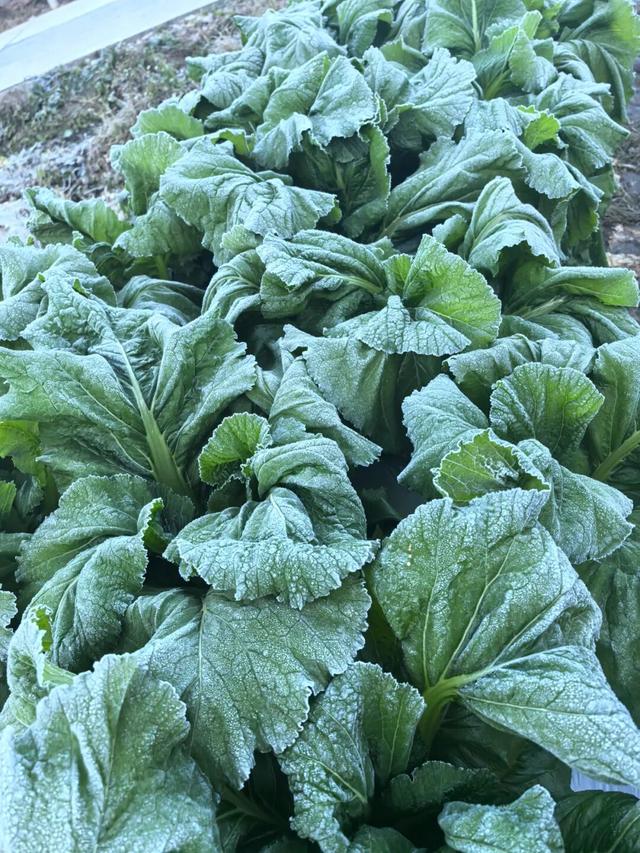 今晨,大湖一夜美成“水晶宫”!