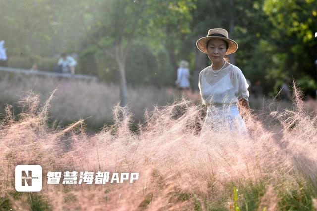 成片粉黛乱子草花海梦幻上线！这些公园火了！