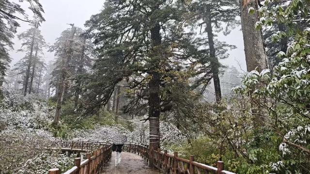 真的下雪啦！瓦屋山初雪突降！彩林+初雪的绝美同框，免门票就能看见！