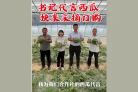 “小西瓜”托起乡村振兴“甜日子”图片
