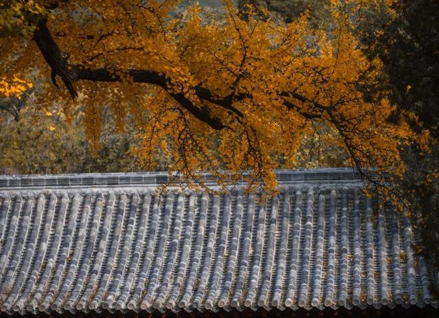 周末走起！济南有处“私藏秘境”：二重金色，千年之约！古银杏树+古刹，美出静谧诗意~~