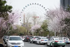吉镜头丨春花绽放图片