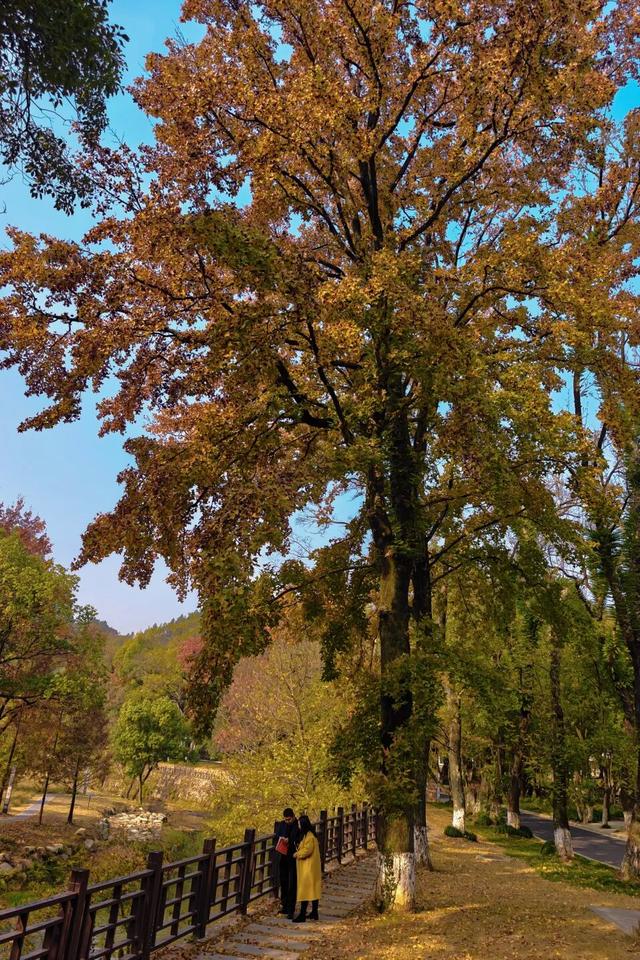 你好，青原山 | 这抹初冬红韵，藏着最热烈的山野浪漫