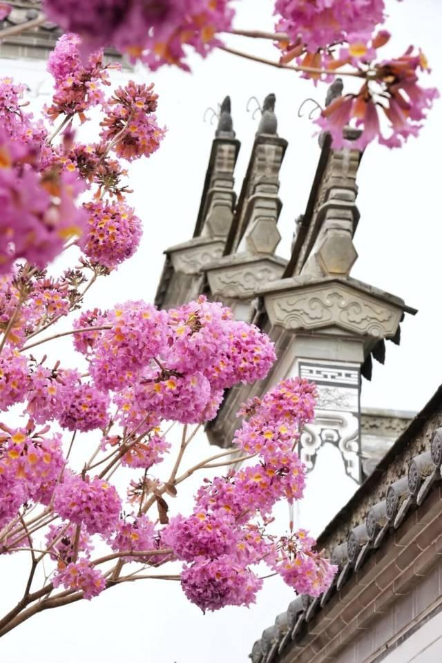 就现在，靓爆镜！免费赏！江门超浪漫粉色花海上新