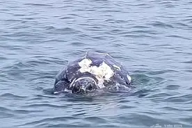 薛家岛附近海面出现巨龟尸体 为国家一级保护动物棱皮龟图片