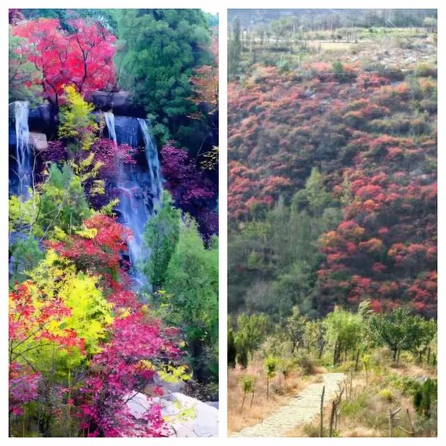 “泉”在济南享金秋——“一城山色·登山打卡”带你来赏红叶啦！