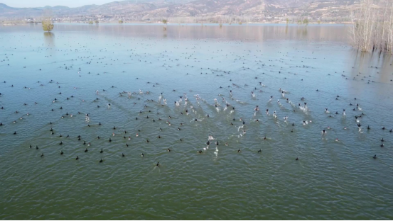 百鸟翔集绘生态画卷 大美卢氏邀您共赏