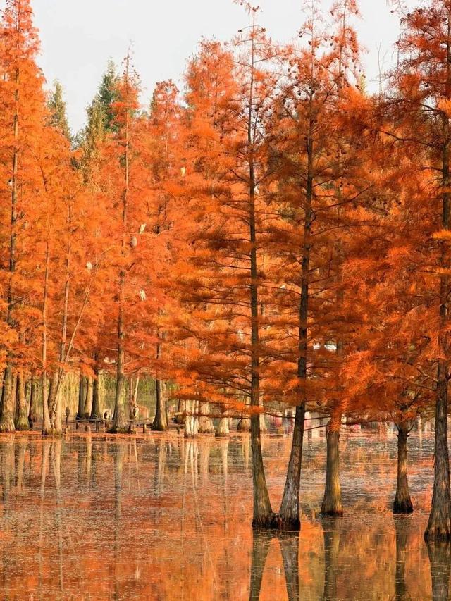 成都限定红！水杉最美季节上线，赶紧打卡
