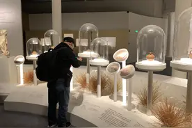 到国博领略“美的多元” 279件珍贵文物勾勒古希腊文明图景图片