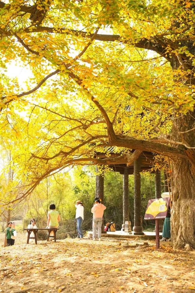 随州银杏谷“金秋畅游季”发布！解锁N种玩法