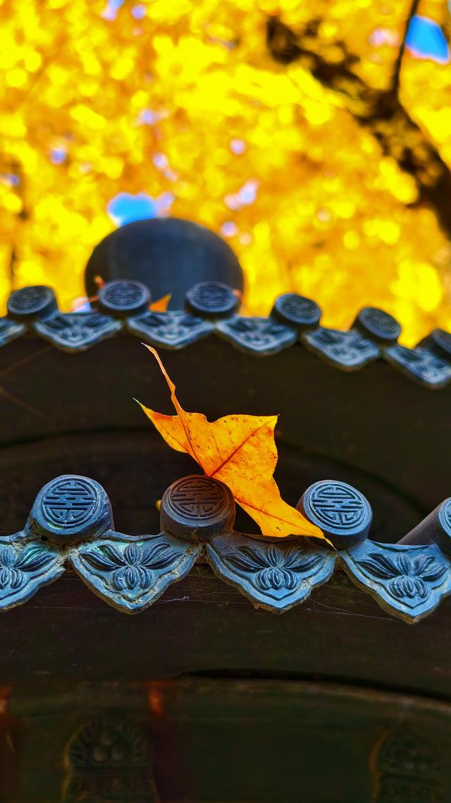 于香山叶脉间，读懂了这座城的秋天