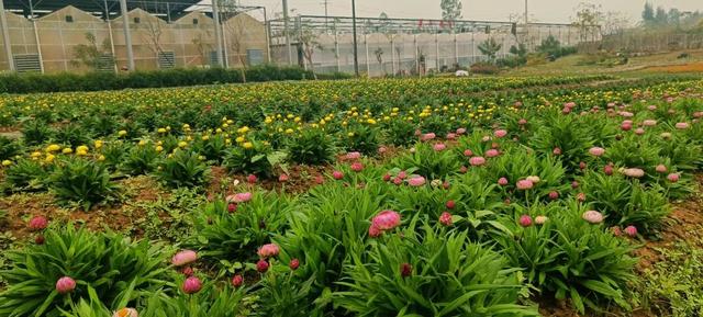 福利来袭！北部湾花卉公园赏花“免费”啦，摘莓赏花双重乐