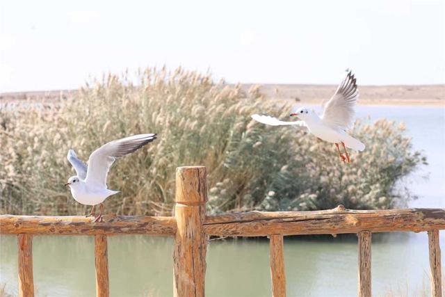 景美如诗居延海