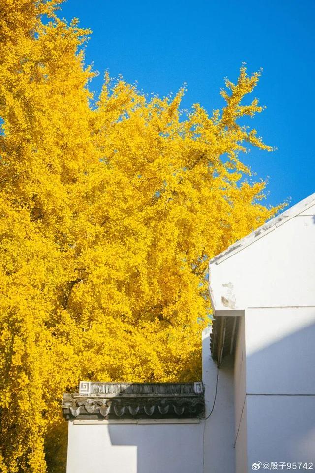 “西红柿炒蛋树”排队？快来秦淮开启“金黄时刻”！