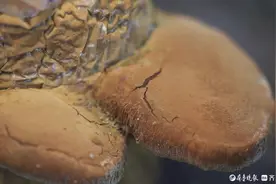 在黄河故道“掘金”，临清桑黄年销售过亿元图片