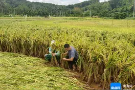 持续强降雨农田灾后如何生产自救？农技专家支招图片