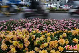 云南昆明：绿化带换上春日新装图片