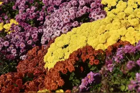 菊花茶降火，这类人慎用图片