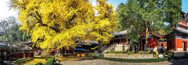 邂逅沂水金秋，一日看尽银杏黄！