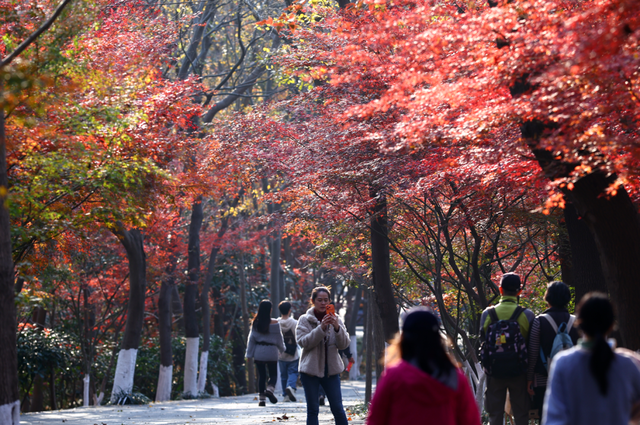 中大路 “红” 了！本周 C 位遛弯地预定！