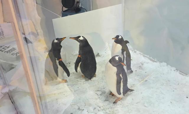 “萌主”驾到！4只巴布亚企鹅入住雪乡“童话森林”