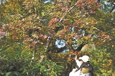 北京多维度发力增加“赏秋+”内涵 科技创新助力北京秋天“慢下来”