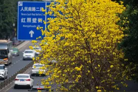 限定款春色 黄花风铃木“金”艳街头 | 图集图片
