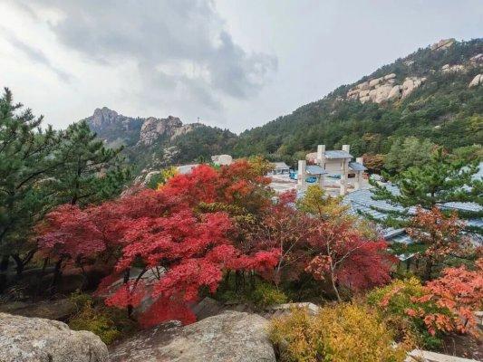 畅游青岛 文明相伴｜山海披红装，崂山进入高饱和度的秋天！