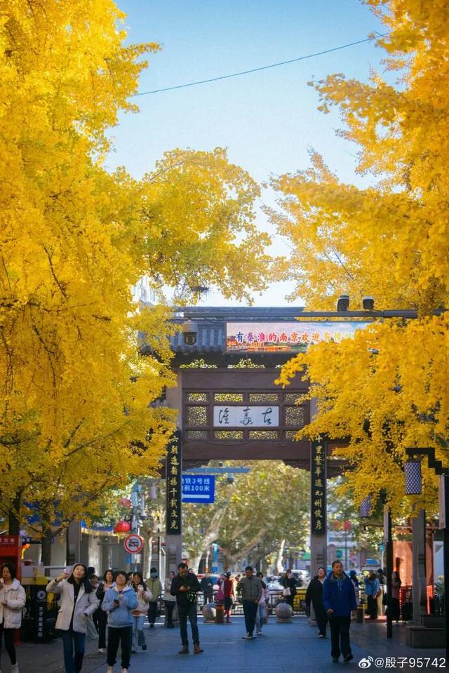 “西红柿炒蛋树”排队？快来秦淮开启“金黄时刻”！