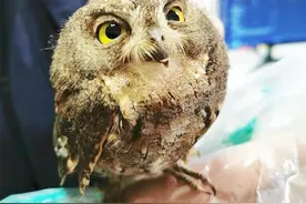 萌化了！落单的猫头鹰宝宝“做客”派出所 站在民警肩头陪同值班图片