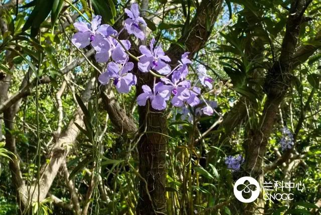 沉浸式赏兰！还有新展限时开放！