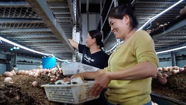 新华视点｜特色农业“金钥匙” 打开乡村振兴“富民门”